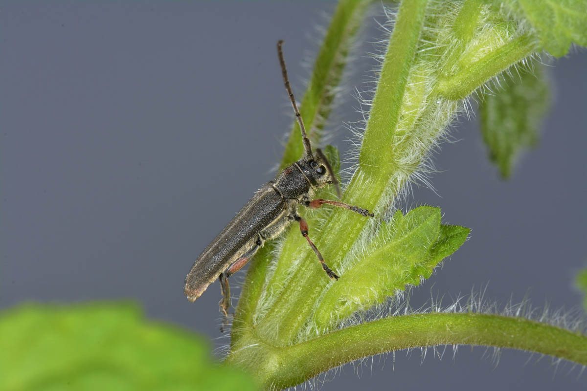 Phytoecia sp? - Phytoecia vulneris